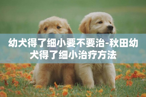 幼犬得了細小要不要治-秋田幼犬得了細小治療方法