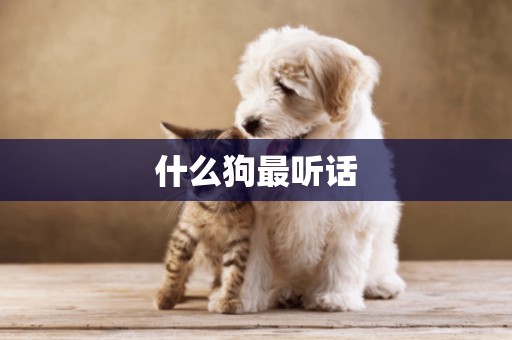 什么狗最聽話