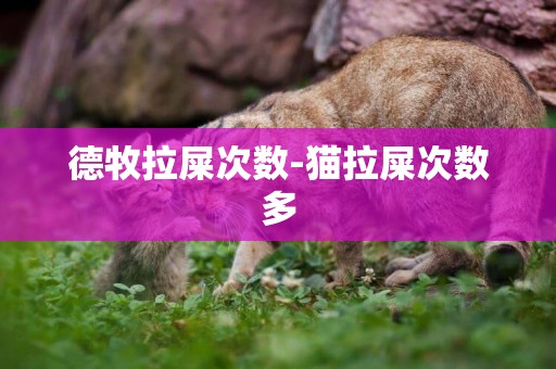 德牧拉屎次數-貓拉屎次數多