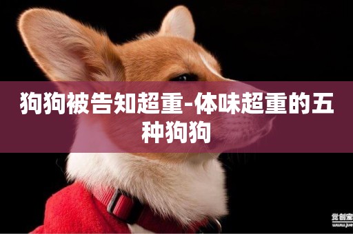 狗狗被告知超重-體味超重的五種狗狗