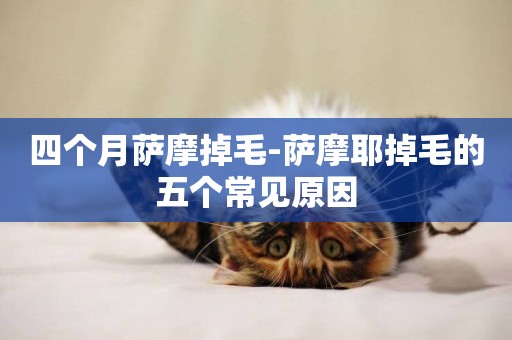四個月薩摩掉毛-薩摩耶掉毛的五個常見原因