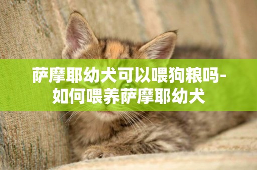 薩摩耶幼犬可以喂狗糧嗎-如何喂養薩摩耶幼犬