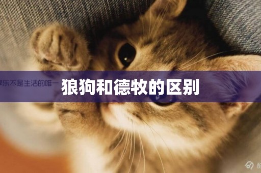 狼狗和德牧的區別