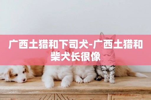 廣西土獵和下司犬-廣西土獵和柴犬長很像