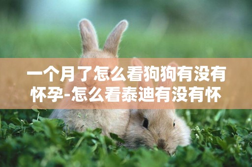 一個月了怎么看狗狗有沒有懷孕-怎么看泰迪有沒有懷孕