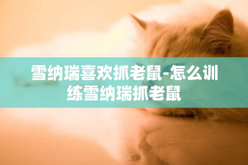 雪納瑞喜歡抓老鼠-怎么訓練雪納瑞抓老鼠