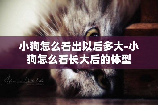 小狗怎么看出以后多大-小狗怎么看長大后的體型