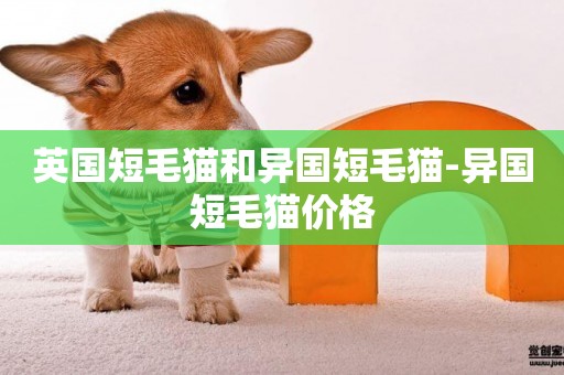 英國短毛貓和異國短毛貓-異國短毛貓價格
