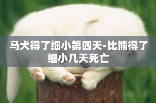 馬犬得了細小第四天-比熊得了細小幾天死亡