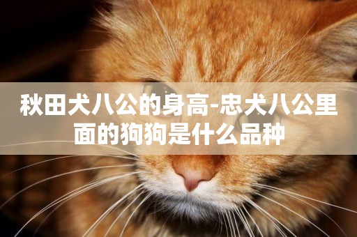 秋田犬八公的身高-忠犬八公里面的狗狗是什么品種