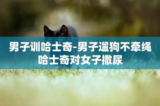 男子訓哈士奇-男子遛狗不牽繩哈士奇對女子撒尿