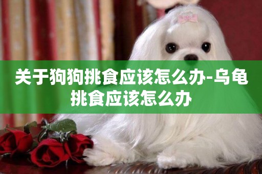 關于狗狗挑食應該怎么辦-烏龜挑食應該怎么辦