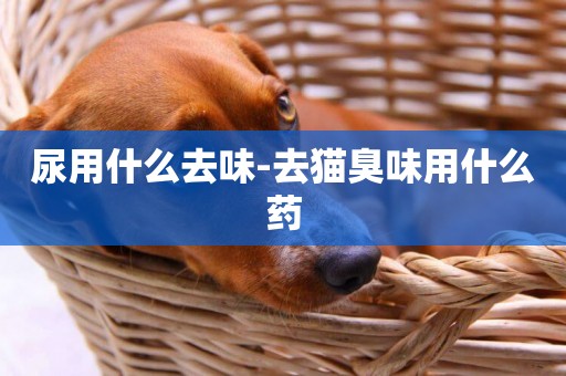尿用什么去味-去貓臭味用什么藥