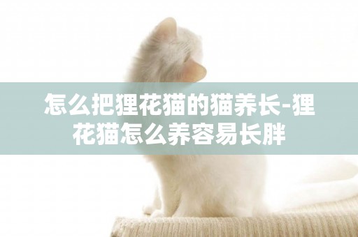 怎么把貍花貓的貓養長-貍花貓怎么養容易長胖