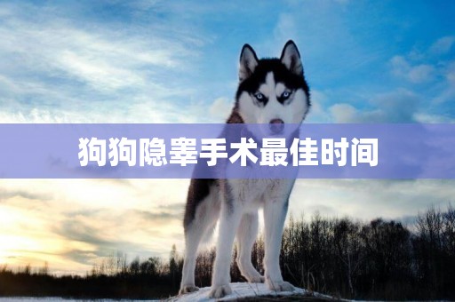 狗狗隱睪手術最佳時間