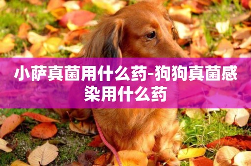 小薩真菌用什么藥-狗狗真菌感染用什么藥