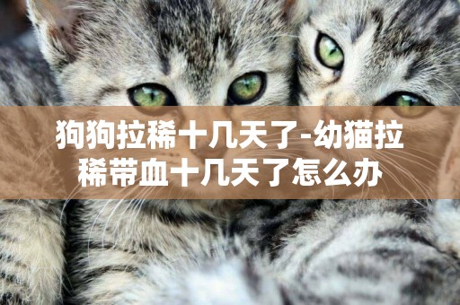 狗狗拉稀十幾天了-幼貓拉稀帶血十幾天了怎么辦
