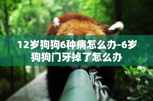 12歲狗狗6種病怎么辦-6歲狗狗門牙掉了怎么辦