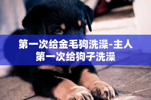 第一次給金毛狗洗澡-主人第一次給狗子洗澡