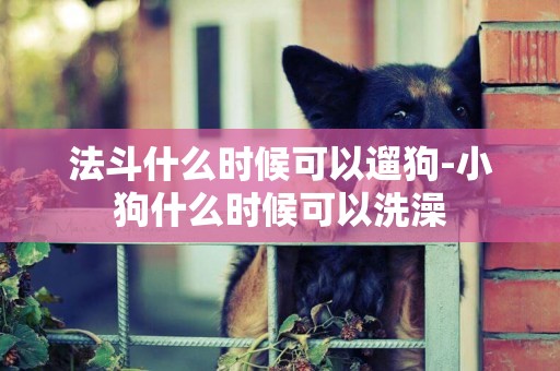 法斗什么時候可以遛狗-小狗什么時候可以洗澡