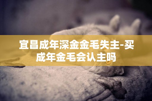 宜昌成年深金金毛失主-買成年金毛會認主嗎