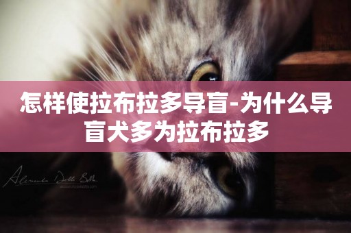 怎樣使拉布拉多導盲-為什么導盲犬多為拉布拉多