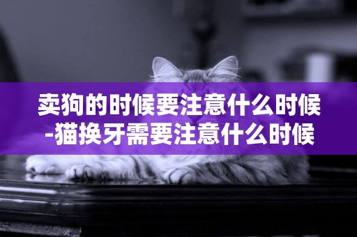 賣狗的時候要注意什么時候-貓換牙需要注意什么時候