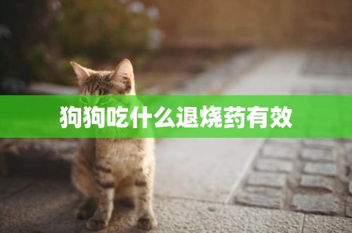 狗狗吃什么退燒藥有效