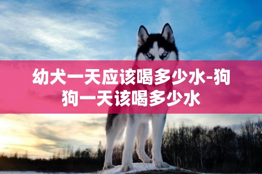 幼犬一天應該喝多少水-狗狗一天該喝多少水