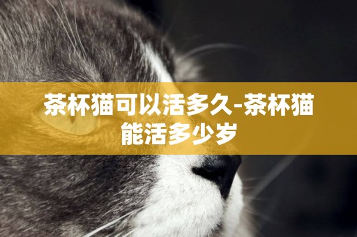 茶杯貓可以活多久-茶杯貓能活多少歲