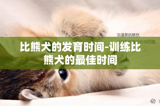 比熊犬的發育時間-訓練比熊犬的最佳時間