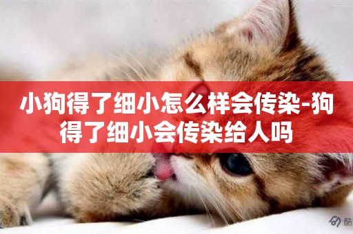 小狗得了細小怎么樣會傳染-狗得了細小會傳染給人嗎