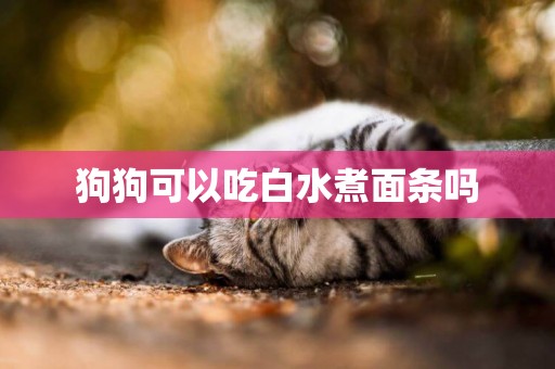 狗狗可以吃白水煮面條嗎