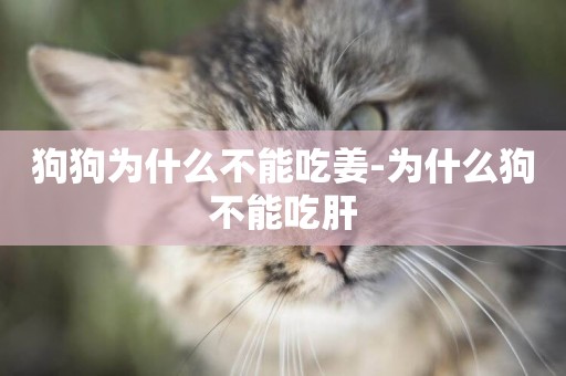 狗狗為什么不能吃姜-為什么狗不能吃肝