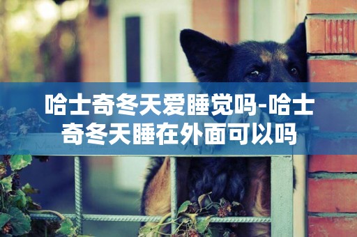 哈士奇冬天愛睡覺嗎-哈士奇冬天睡在外面可以嗎