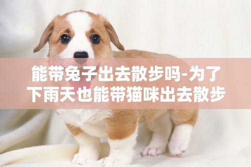 能帶兔子出去散步嗎-為了下雨天也能帶貓咪出去散步