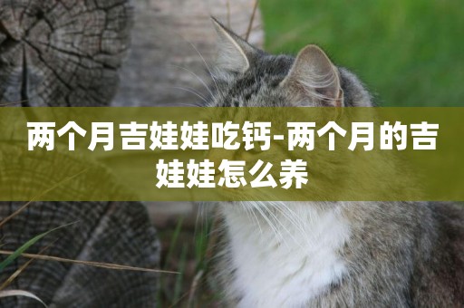 兩個月吉娃娃吃鈣-兩個月的吉娃娃怎么養