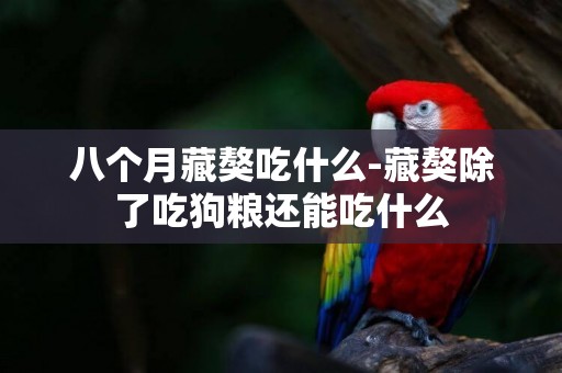 八個月藏獒吃什么-藏獒除了吃狗糧還能吃什么