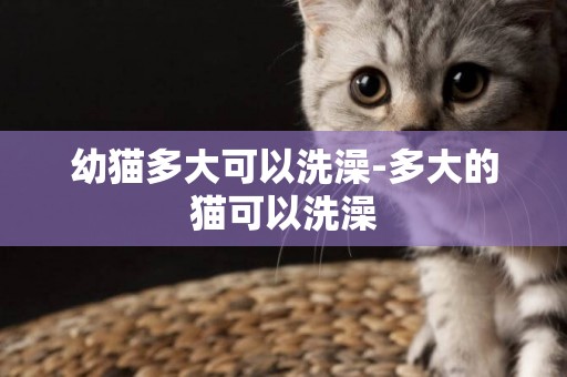 幼貓多大可以洗澡-多大的貓可以洗澡