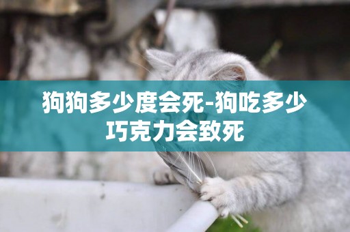 狗狗多少度會死-狗吃多少巧克力會致死