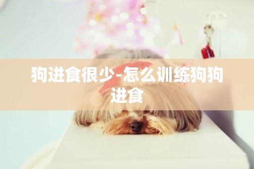 狗進食很少-怎么訓練狗狗進食