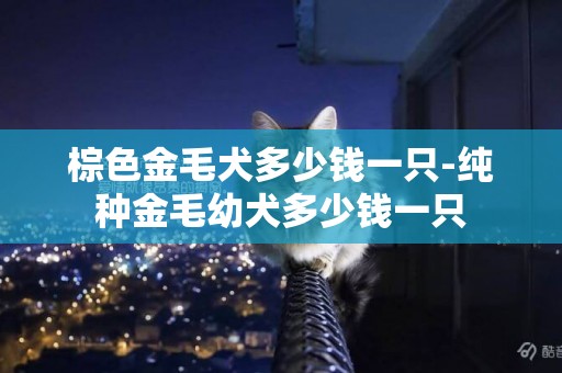 棕色金毛犬多少錢一只-純種金毛幼犬多少錢一只