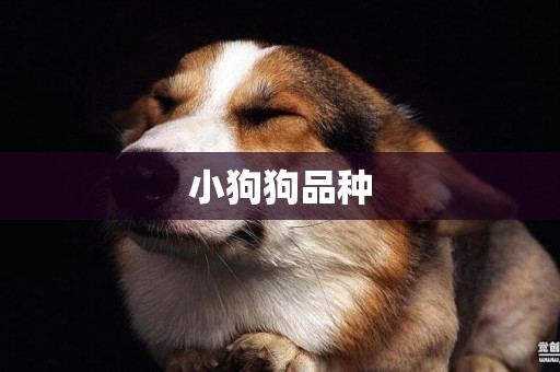 小狗狗品種