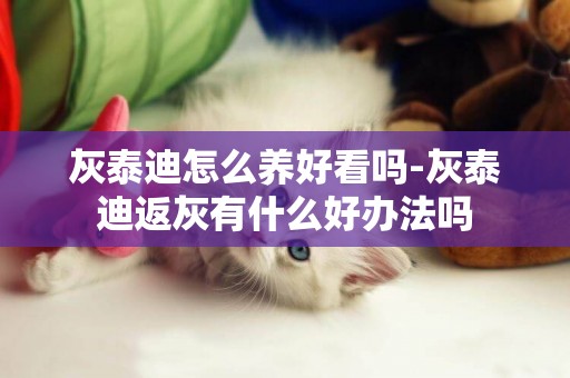 灰泰迪怎么養好看嗎-灰泰迪返灰有什么好辦法嗎