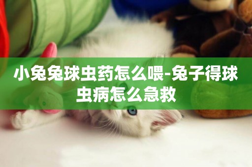 小兔兔球蟲藥怎么喂-兔子得球蟲病怎么急救