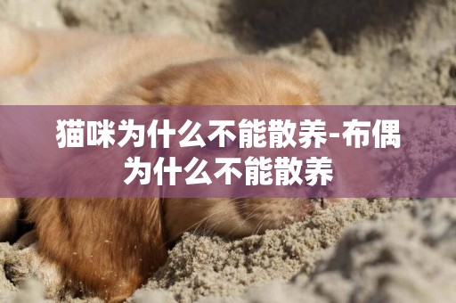 貓咪為什么不能散養-布偶為什么不能散養