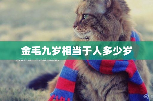 金毛九歲相當于人多少歲