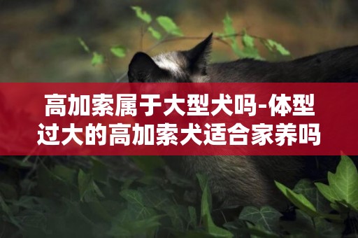 高加索屬于大型犬嗎-體型過大的高加索犬適合家養嗎