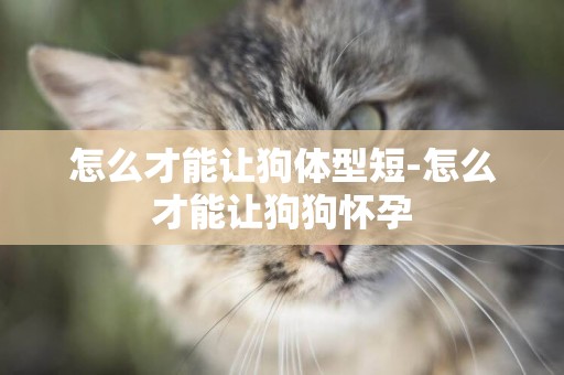 怎么才能讓狗體型短-怎么才能讓狗狗懷孕