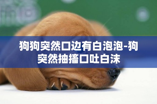 狗狗突然口邊有白泡泡-狗突然抽搐口吐白沫